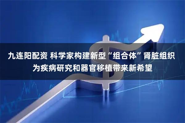 九连阳配资 科学家构建新型“组合体”肾脏组织 为疾病研究和器官移植带来新希望